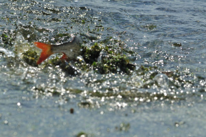 Об ограничении рыболовства и проведении на территории Ханты-Мансийского автономного округа – Югры оперативно – профилактического мероприятия «Весенний нерест»