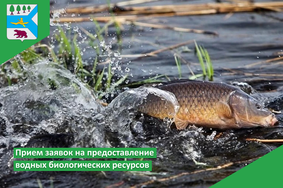 Прием заявок на предоставление  водных биологических ресурсов