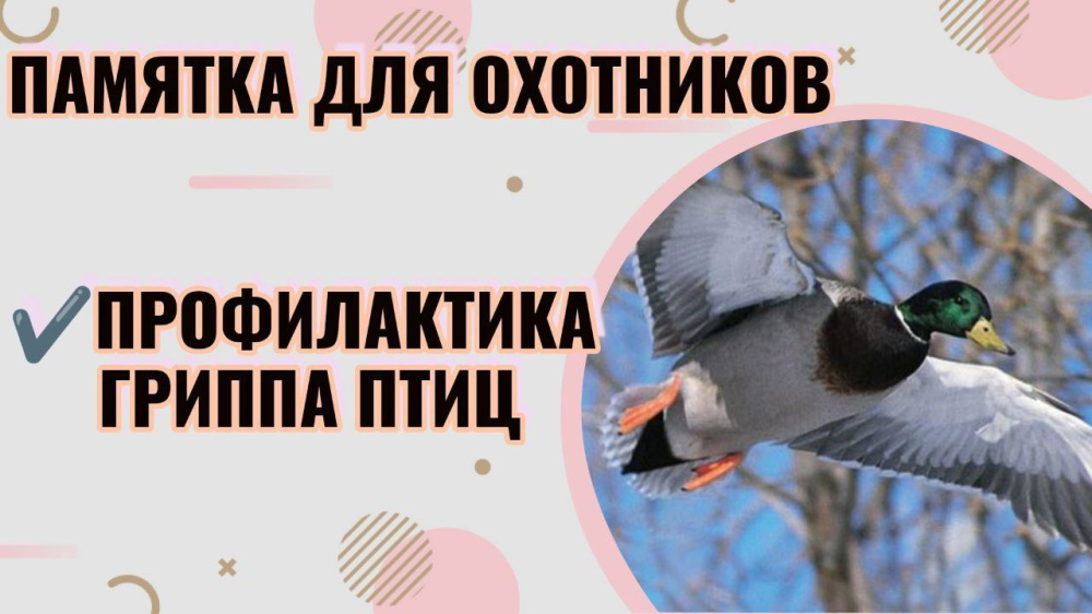 Памятка охотникам о гриппе птиц
